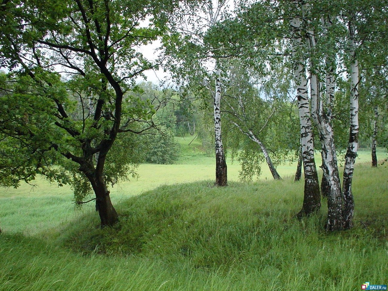 Фото россии красивые места с березами